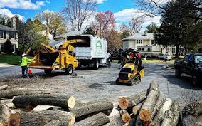 How Our Tree Care Process Works  in  San Diego, CA