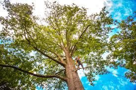Best Arborist Consultation Services  in San Diego, CA
