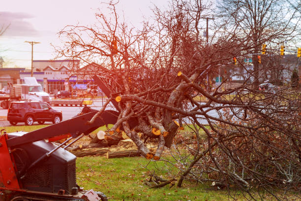  San Diego, CA Tree Care Pros