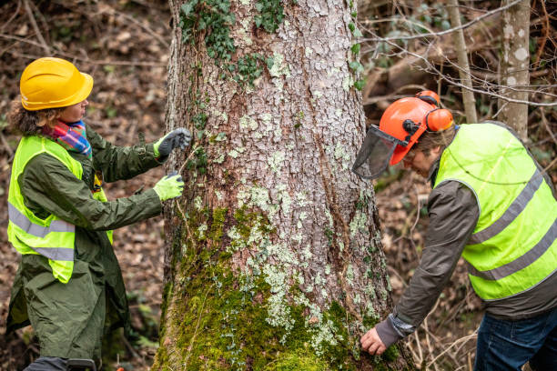 Best Hazardous Tree Removal  in San Diego, CA