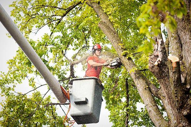 Professional Tree Care in San Diego, CA