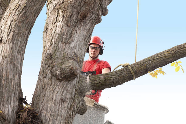 Best Seasonal Cleanup (Spring/Fall)  in San Diego, CA