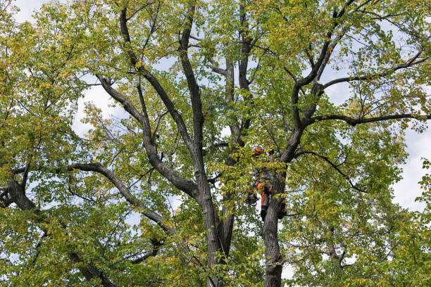 Tree and Shrub Care in San Diego, CA